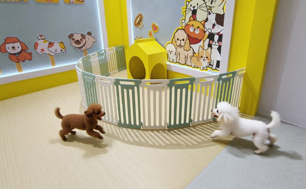 大巨龙塑胶地板闪耀 2025 亚宠展，以创新重塑人宠共生空间