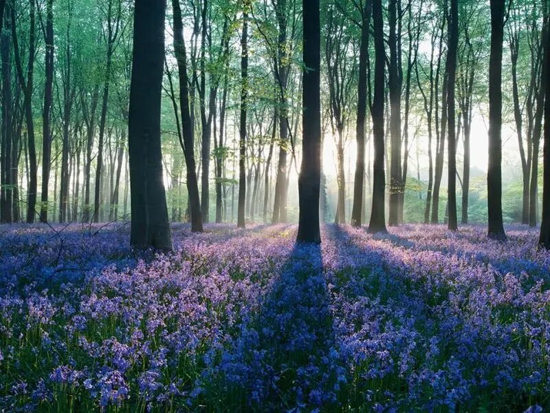 低碳环保引领行业变革 2026年PVC地板核心竞争力解析-大巨龙